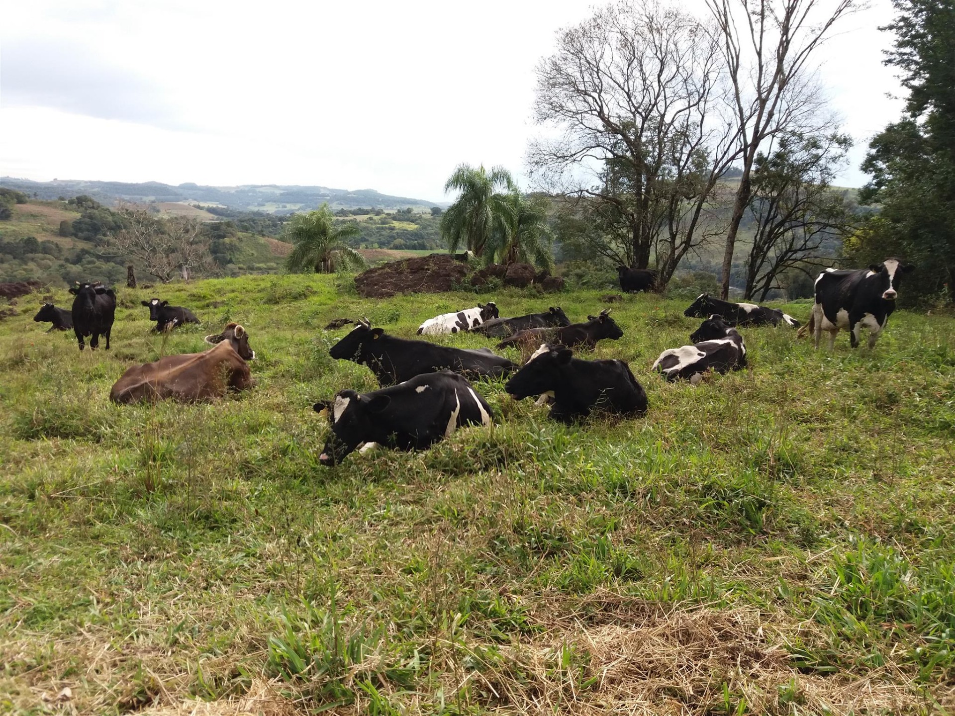 A produção de leite transformou a vida da família e empoderou Donizete | Foto: André Pomagerski