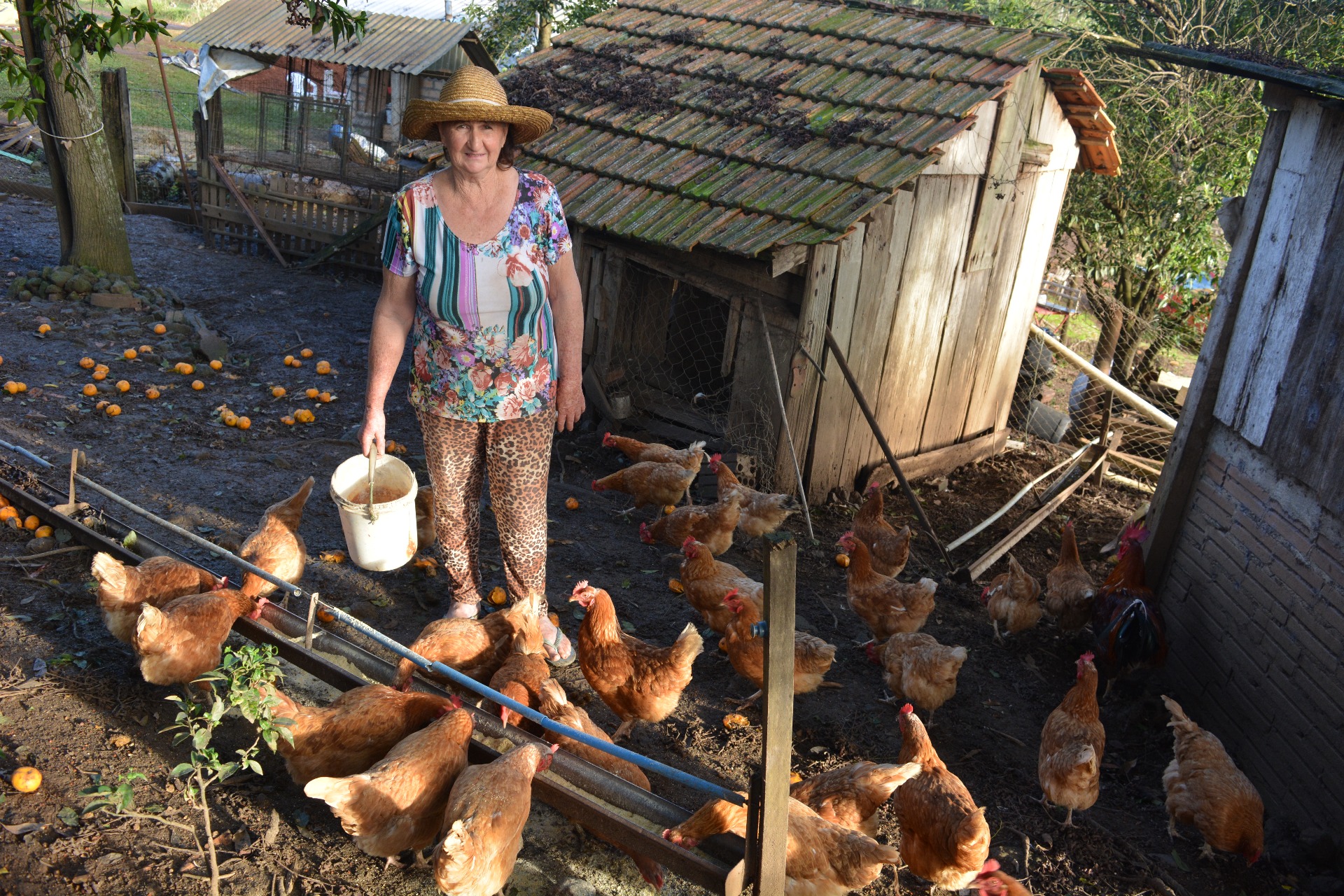 A lida com as vacas ficou no passado, hoje a agricultora prefere suas galinhas | Foto: Andrey Evangelista